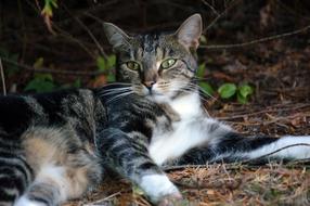 Cat Animal Pet Domestic
