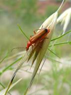 Weevil Orange Beetle Coleoptera