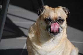 Pugalier Pug Doggy portrait