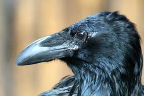 Raven Corvus Corax Young
