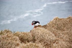Puffin Cliff Animal