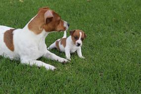 Pets Dogs Jack Russel