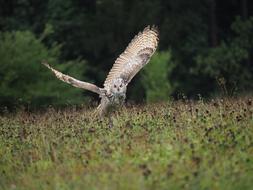Bird Animal Owl