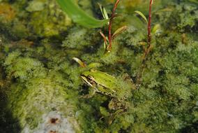 Green Frog in pond Water