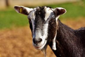Goat Animal Nature
