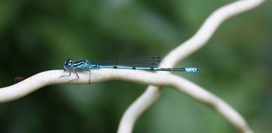 Horseshoe Azure Bridesmaid Small