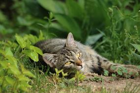Domestic Cat Animal Pet