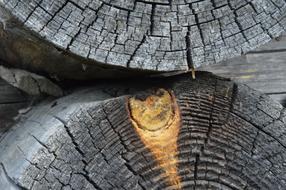 Tree Texture Wood