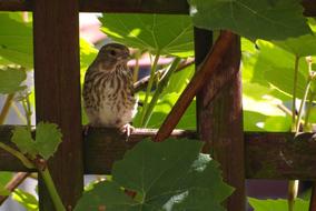 fluffy bird hides on the fence