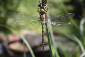 Dragonfly Dragonflies Aeshna