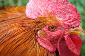 close up of a chicken head