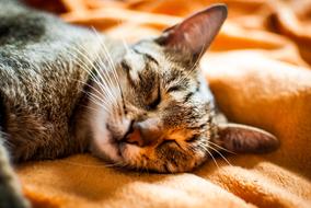 Cat Dream Domestic