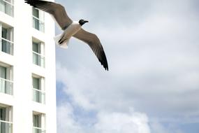 Seagull Hotel Costa