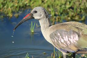 Bird Hadida
