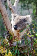 Koala Mammal Marsupial
