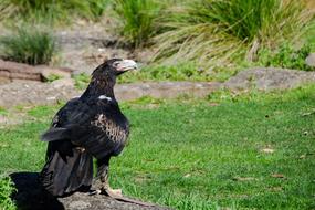 Wedge-Tailed Eagle Bird Of prey