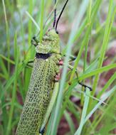 Grasshopper Insect Bug