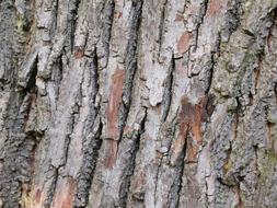 Tree Bark Pattern