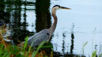 great blue heron by the water