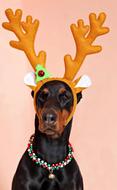 Dog Doberman Antler