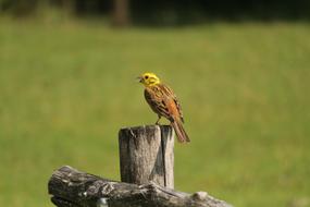 Bird Nature blur macro