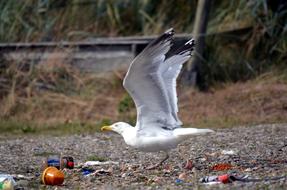 Gull Garbage Dirty