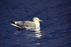Seagull Gull Bird