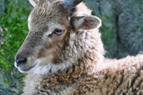 Sheep Animal Wool