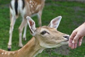 Roe Deer Fawn Kitz Young