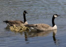 Canadian Geese Goose