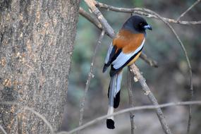 colorful bird sitting on a tree branch