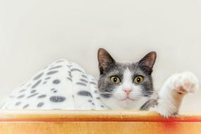 Cat Cabinet Lying Close