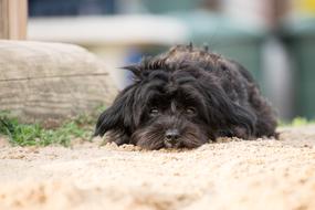 Dog Animal Sand