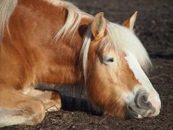 a beautiful horse with a white mane