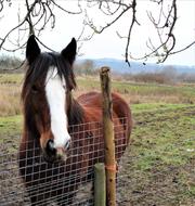 photo of brown Horse on Field
