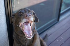 Dog Yawn Pet