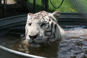 Bengal Tiger Predator