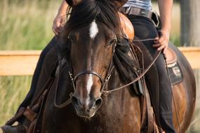 rider on a big horse