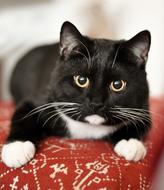 Domestic Cat Animal Shelter Mieze