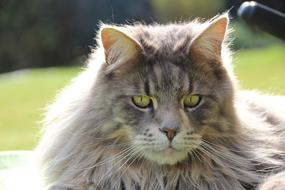 Maine Coon Breed Cat