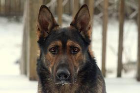German Shepard Dog