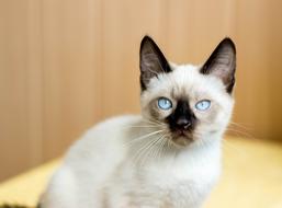 Kitten Blue Eyes Animals