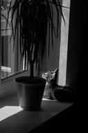 Cat Pet Animals Gray