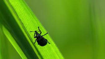 Insect Light Seeds