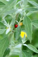Ladybug Insect Red