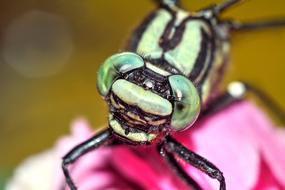 Ważka Insect Macro Dragonfly