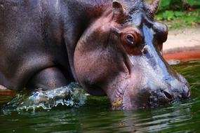 Hippo Water Mammal