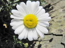 white chamomile with yellow center