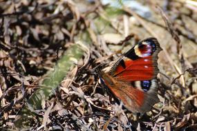 Peacock Butterfly Insect