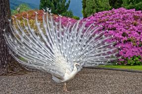 Peacock White Plumage
